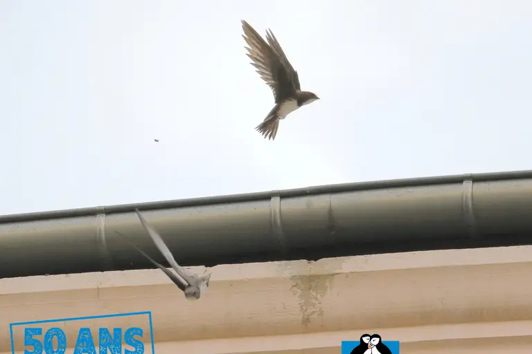 Sorties à Sorbiers, week-end des 3, 4 et 5 juillet 2026